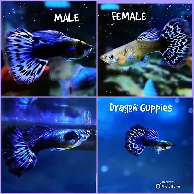 TRIO ***Purple Mosaic Dragon Big Ear Guppy STUNNING EXOTIC HIGH GRADE GUPPIES! • $29.95