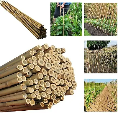 2ft 3ft 4ft 5ft 6ft Bamboo Canes Strong Garden Plant Support Stakes 40 Pack • £8.98