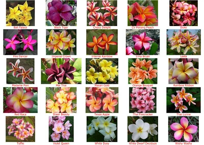 $10.62 • Buy Frangipani Plumeria Rubra- 5 Fresh Viable Seeds - Choice Of 25 Pretty Varieties