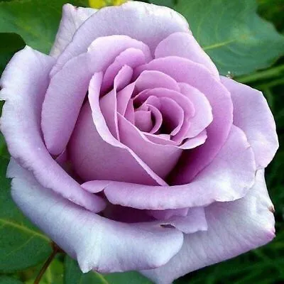 £8.50 • Buy Multi Coloured Rose Seeds, Viable Home Garden Flower Plant Rose Seeds , UK