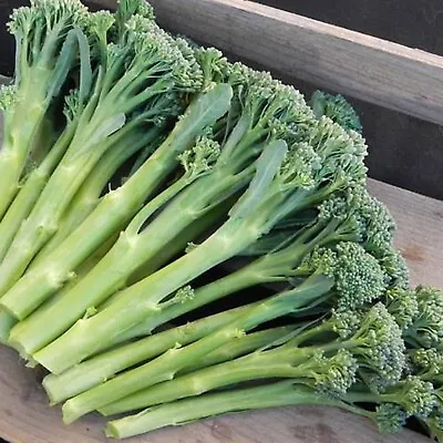 BABY BROCKY Broccoli F1 Hybrid 15 Seeds Vegetable Garden AUTUMN WINTER SPRING • $6.38