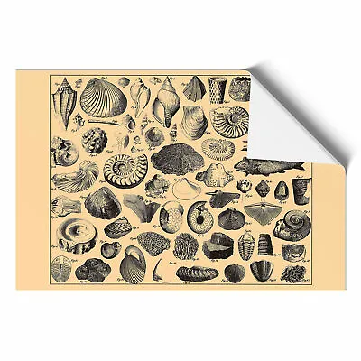 Encyclopedia Shells Wall Art Print Framed Canvas Picture Poster Decor • $23.56