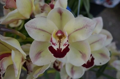 $18 • Buy OoN Cymbidium Orchid Erin Monteith 'Striking' 68mm SLC 1st Release (4182)