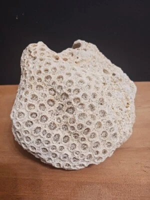 $12 • Buy Natural White Brain Coral Fossil Specimen Nautical Aquarium Display 6 In.