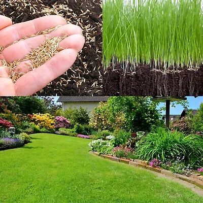 Lawn Grass Seed - 1kg Bag With 10% Extra Free (1.1kg Bag) - Fast Growing • £10.99
