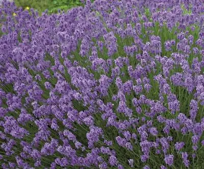 Lavender English 'Hidcote' LARGE Plug Plants Perennial Pack X6  • £12.95