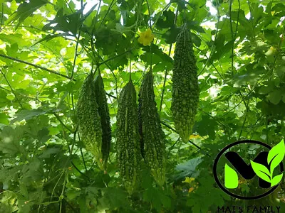 Indian Long Bitter Melon Seeds Khổ Qua Rừng Gai. Non-GMO Heirloom • $2.99