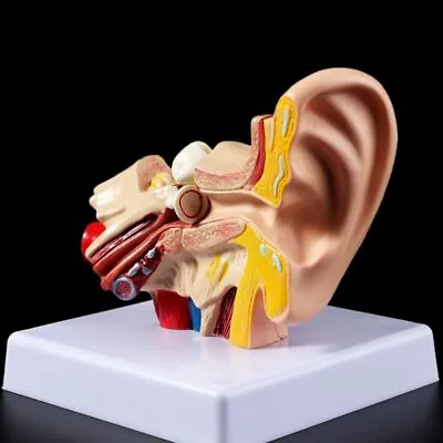 1.5 Times Enlarged Human Ear Anatomy Model Organ Medical Teaching Supplies USA • $22.79