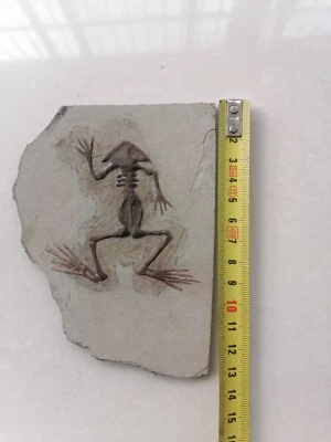 $89 • Buy Rare Chinese Best Triassic Keichousaurus Real Turtle Fossil