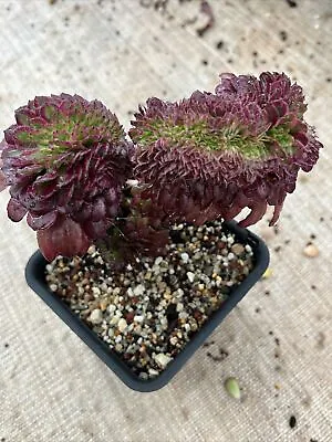 Aeonium Mardi Gras Crest Succulent #1 • $150