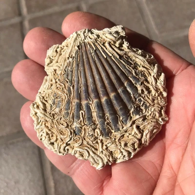 $11.89 • Buy Worm Encrusted Sea Scallop Sea Shell 3  Beach Decor