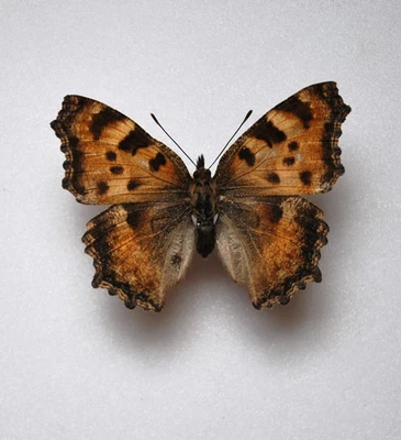 £4.99 • Buy Large Tortoiseshell Butterfly Aberration  Insects/Lepidoptera/ Taxidermy