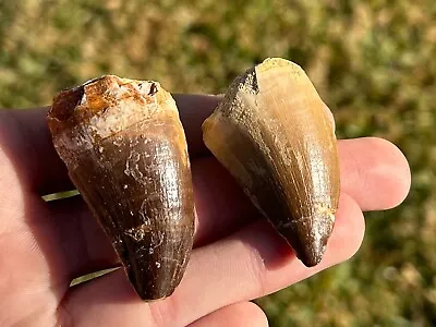 HUGE Fossil Mosasaur Teeth LOT OF 2 Dinosaur Tooth Morocco Cretaceous Age • $29.99