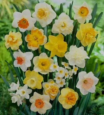 (5) Large Flowering Mix Daffodil Bulbs Please Check Our Other Bulbs • $9.95