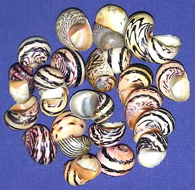 BULK Nerita Dubia Stripped Craft Seashells ~ 1/2 -3/4   (10 Shells) • $9.95