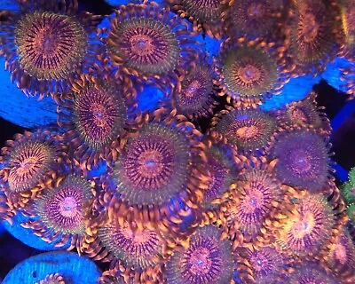 Speckled Krakatoa Zoanthid - Choose Larger Polyp Count And Get A Discount! • £10