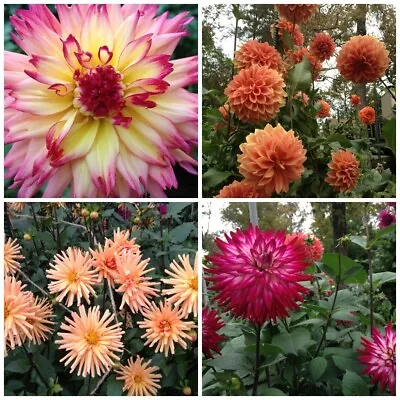 Large Dahlia Mix 75 Seeds 2'-6' Tall And Large Flowers Of All Kinds • $3.79