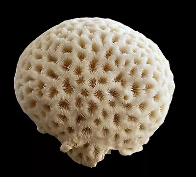 Natural White Brain Coral Ocean Salt Water 1lb 2lb3oz 5.5 W 4.5 D 4 H • $59.99