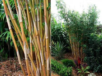 Bambusa Alphonse Karr  Golden Hedge  Clumping Bamboo -1 Value Priced Division  • $44.99