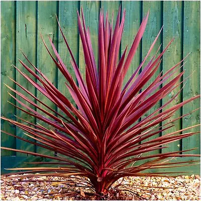 Cordyline Australis 'Torbay Red' Cabbage Palm Tree | Perennial | Pot Plant • £10.99