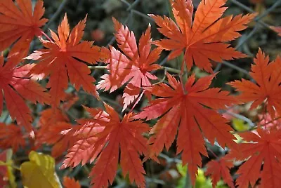 Korean Maple (Acer Pseudo-sieboldianum) 25 Seeds • $3