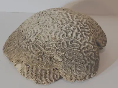 Brain Coral Large Heavy Natural Specimen 5+ Pounds • $39.99
