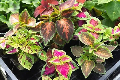 Flower - Kings Seeds - Pictorial Packet - Coleus - Top Crown • £2.15