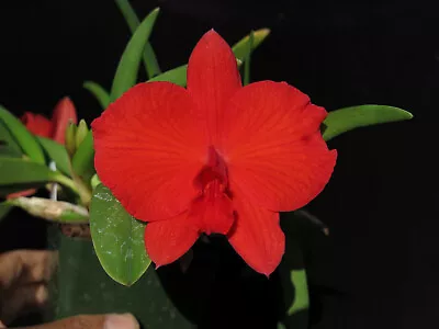 DO- Sl. Minipet 4n (coccinea X Orpetii) Mini Cattleya Orchid Super Reds! • $29.99