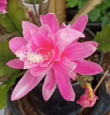 Rare Orchid Cactus German Empress Epiphyllum Fresh Cutting Live Plant 8 + • $28.99