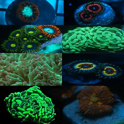 Beginner Mixed Coral Pack 10 Frags (Soft SPS LPS) OFFICE NANO CORAL PACK • $159.99