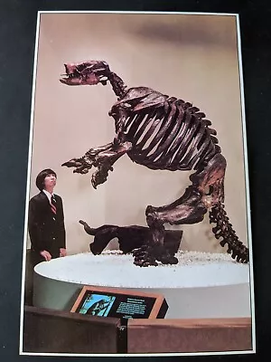 Vtg Ground Sloth Skeleton. La Brea Tar Pits Souvenir Postcard. L.a Calif. • $20