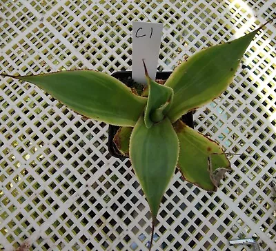 Agave Blue Flame Hybrid  Variegated 14cm Diameter • $35