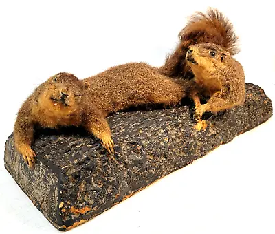 Vintage Pair SQUIRRELs Taxidermy Full Mount Brown Fox Weird Nightmare Fuel Scary • $140