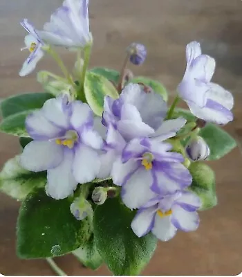 African Violet “N Robinson” • $12.99