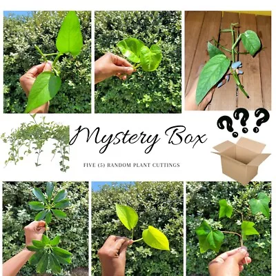 Mystery Rooted Cutting Plant Box Live Plant 5 Random Plant Cutting  • $9.99