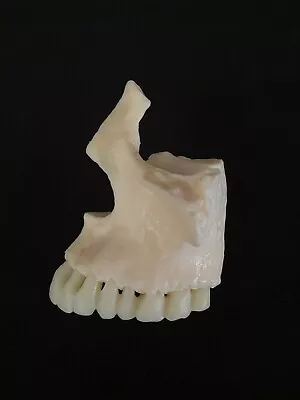 Anatomical Human Maxilla Bone With Teeth Model -   Cranial Base Skeleton Anatomy • $25.74