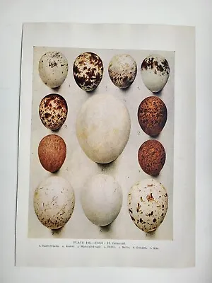 £7.50 • Buy Old Vintage Colour Print British Bird Eggs Montagu Marsh Hen Harrier Buzzard