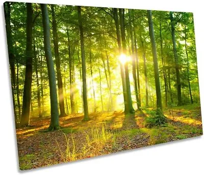 Sunlight Forest Trees Sun  Canvas Wall Art Wood Framed Ready To Hang XXL • £45