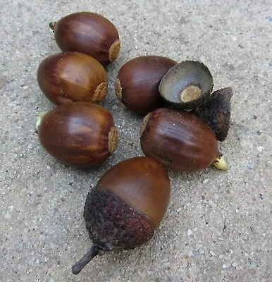 50 Acorn Seeds Of Chestnut Oak Trees T82.7 • $38.99