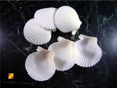 Set Of 12 White Florida Gulf Scallop Shells (about 2 /50mm) Beach Wedding Decor. • $9.99
