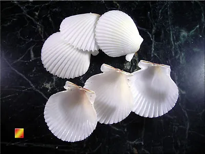 Set Of 25 White Florida Gulf Scallop Shells (about 2 /50mm) Beach Wedding Decor. • $16.99