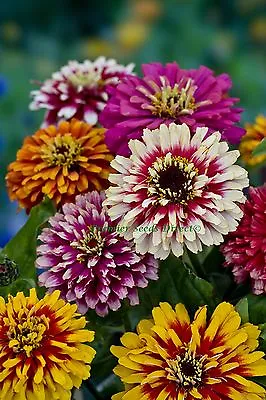 Zinnia Whirlygig Mix 3 Gram ~ Approx 450 Finest Seeds • £2.59