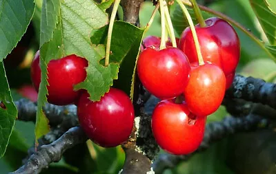 £12.49 • Buy 3 Wild Cherry Trees - Prunus Avium  2ft Tall 🍒🍒🍒🍒🍒 Plant Now