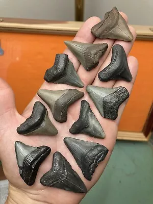 Fossil Megalodon Shark Teeth 1.3”-1.7” Lowcountry SC • $36