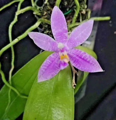 Phalaenopsis Violacea Tetraspis Fragrant Miniature Hybrids Orchid CITES PHYTO • $35