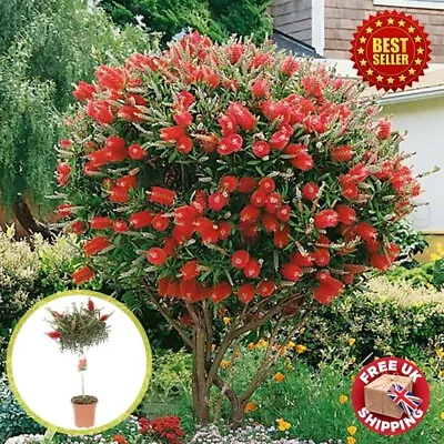 Standard Callistemon Bottlebrush Lollipop Outdoor Plant Tree 80 - 90 Cm Tall • £64.98