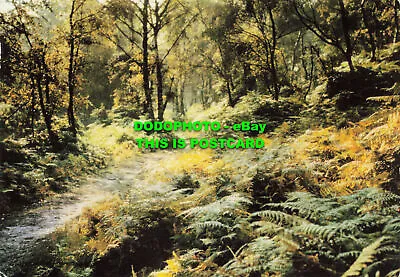 £5.75 • Buy L145104 Sherbrook Valley. Cannock Chase. T. W. W. Jones. L. A. M. Productions. 1