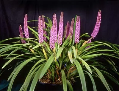 Orchid Plant Arpophyllum Giganteum • $69