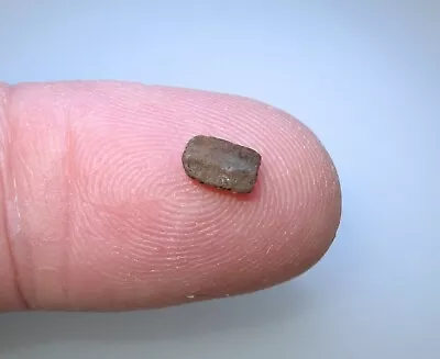 $12.48 • Buy Pleistocene Ice Age GORGEOUS TINY Baby Turtle Shell Scute Fossil Florida RARE