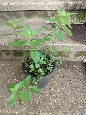 Chocolate Mint Plants • $10